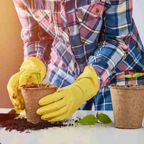 Indoor Container Gardening