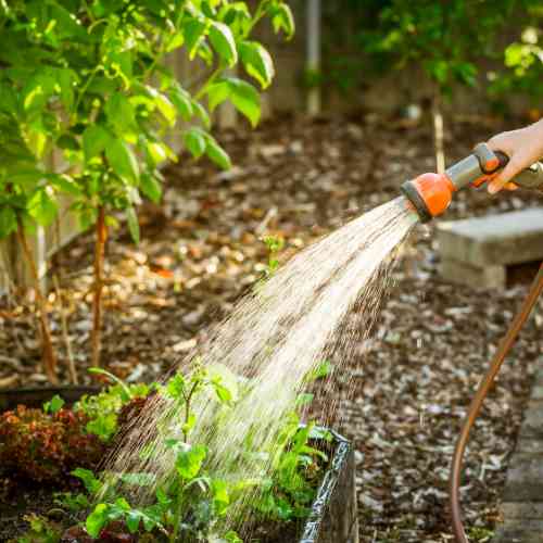 Plant Watering Best Practices