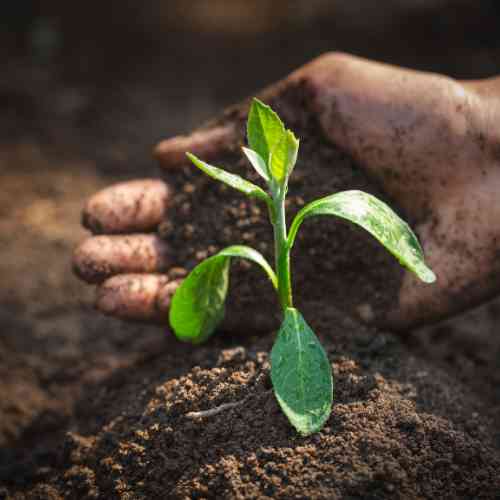 Soil Health and Preparation