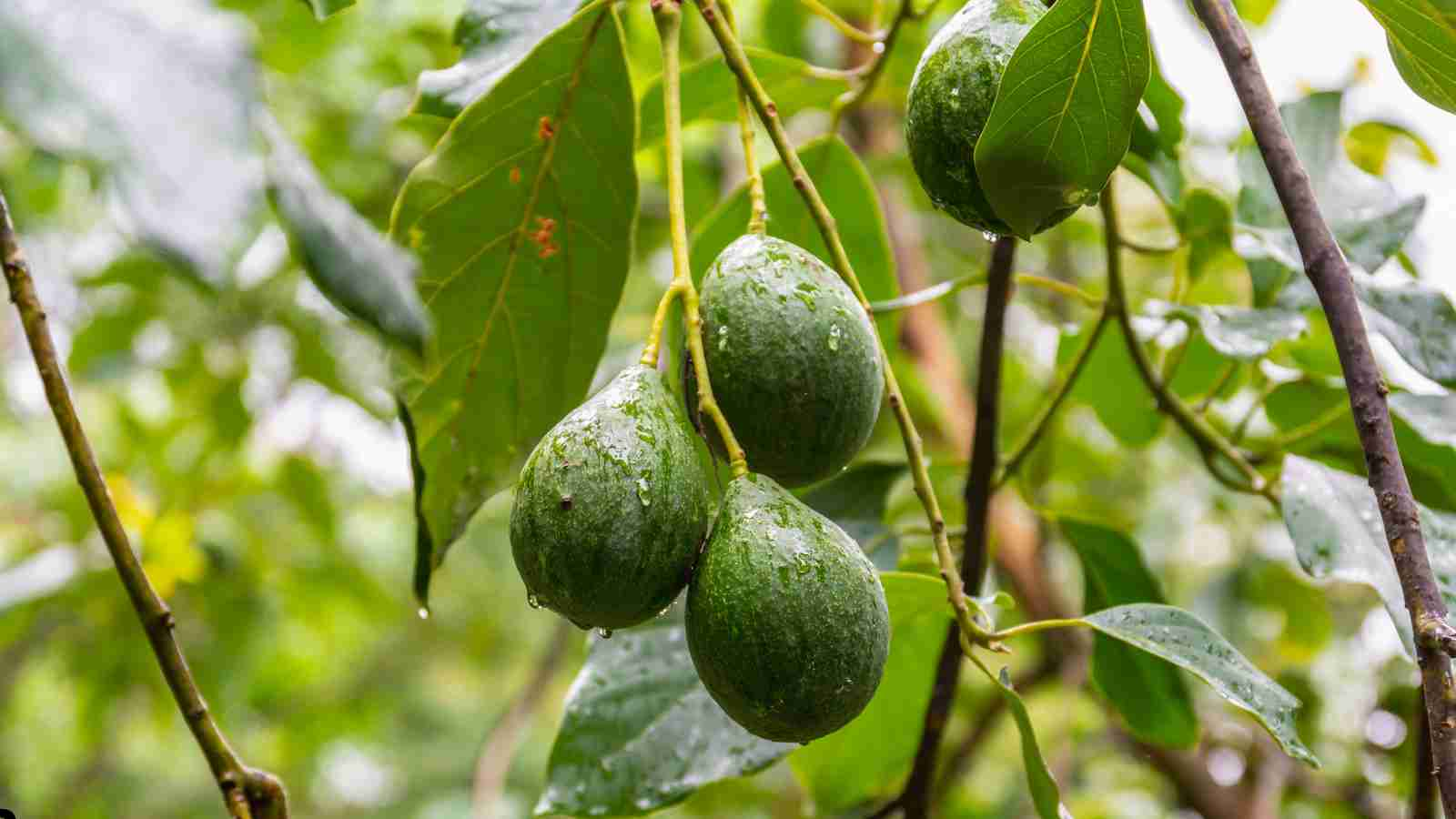 The Environmental Challenges of Avocado Farming