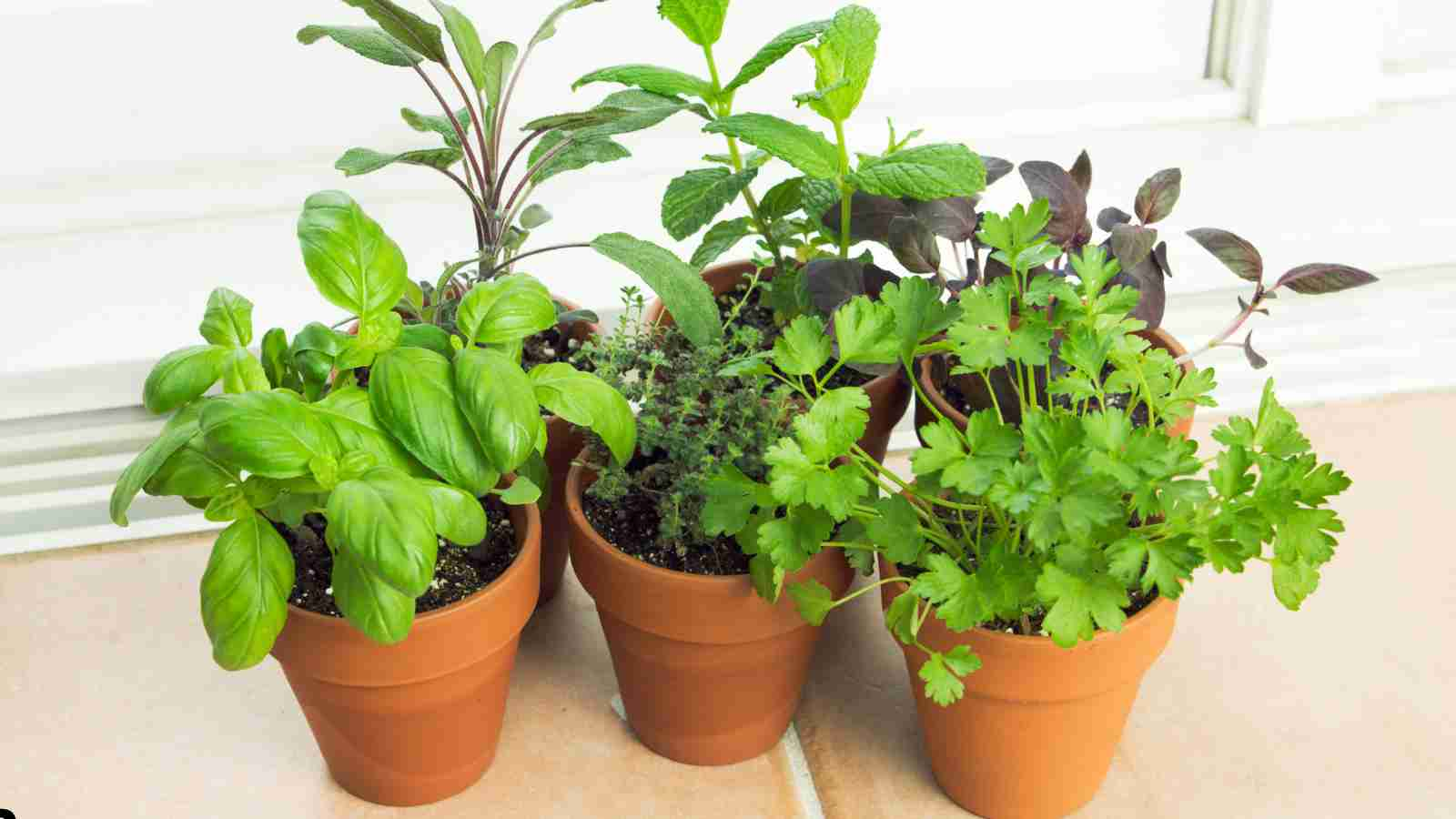 What is Indoor Container Gardening