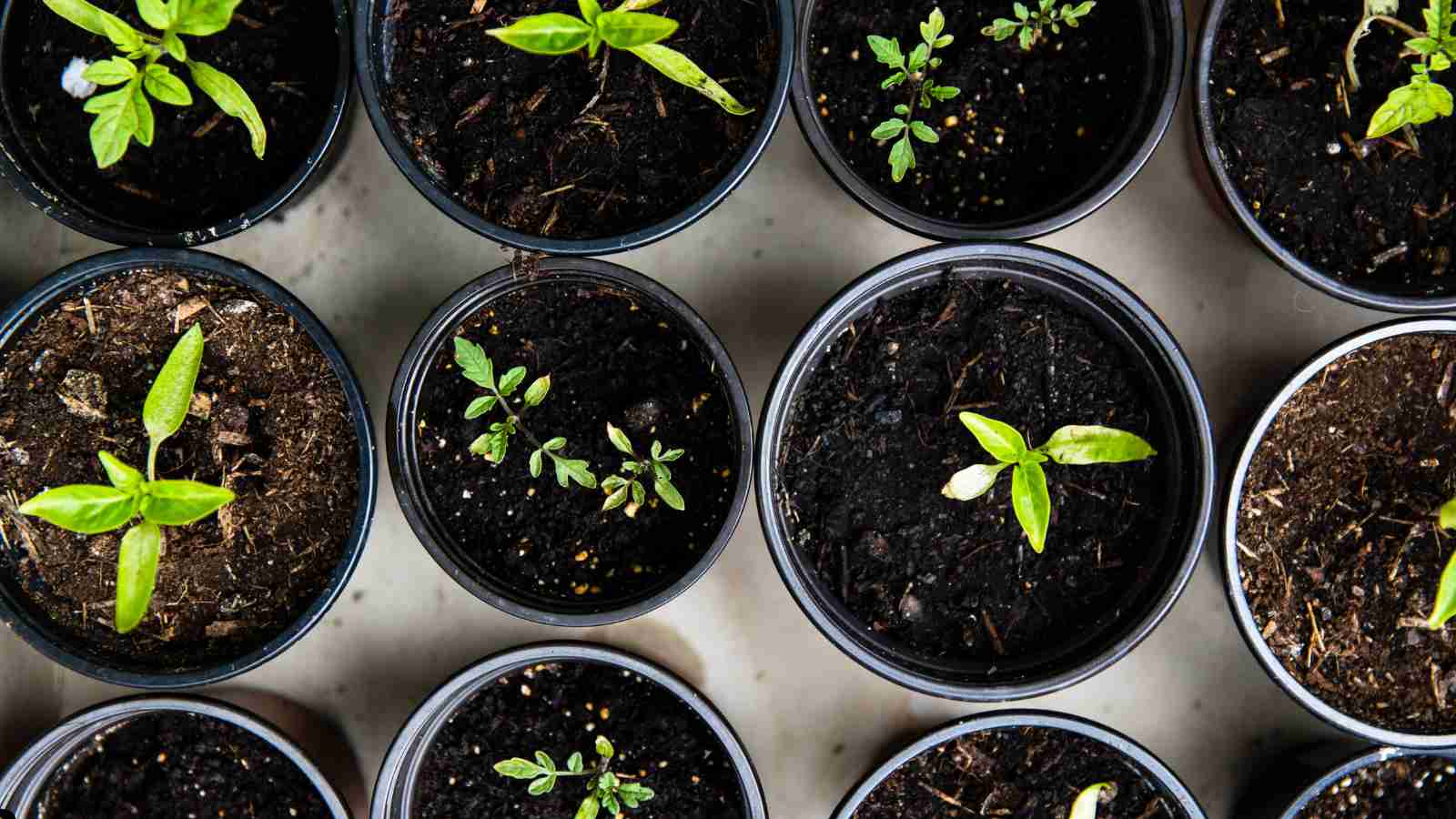 Why February is the Perfect Time to Start Growing