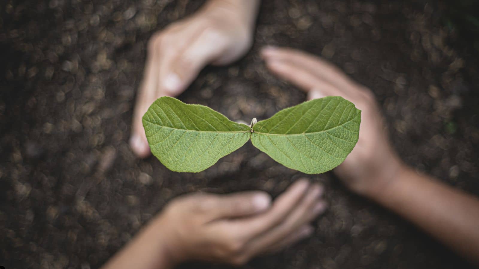 Identifiant de plantes potagères IA : commencez gratuitement et identifiez vos plantes en quelques secondes