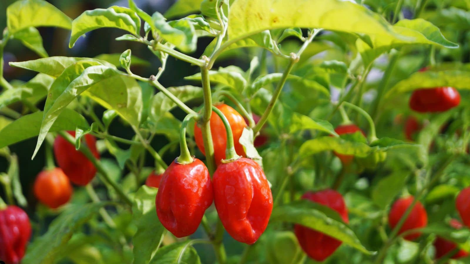 Benefits of Companion Planting for Peppers