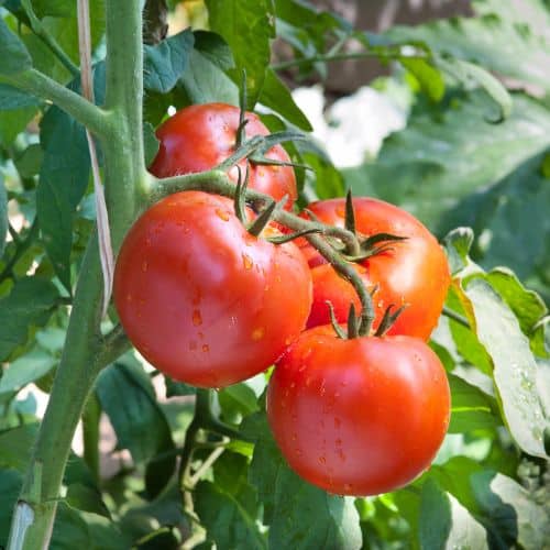 Tomato Companion Planting