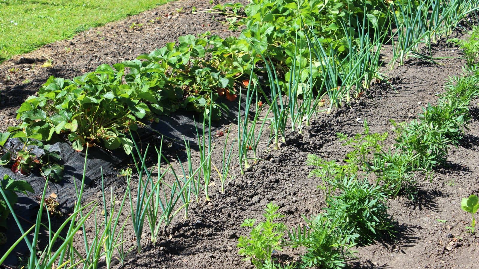 How to Layout a Pest-Repelling Garden with Companion Plants How to Layout a Pest-Repelling Garden with Companion Plants