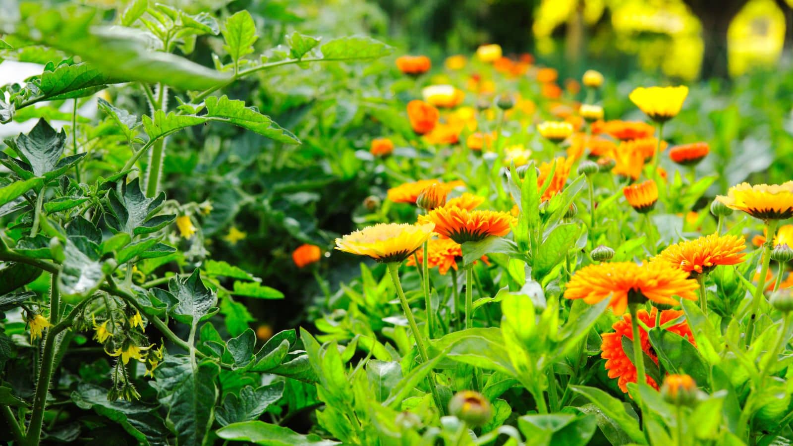 What Is Companion Planting What Is Companion Planting?