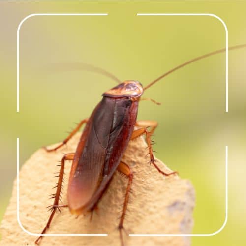 How to Identify a Cockroach Signs and AI Pest Identifier How to Identify a Cockroach Signs and AI Pest Identifier