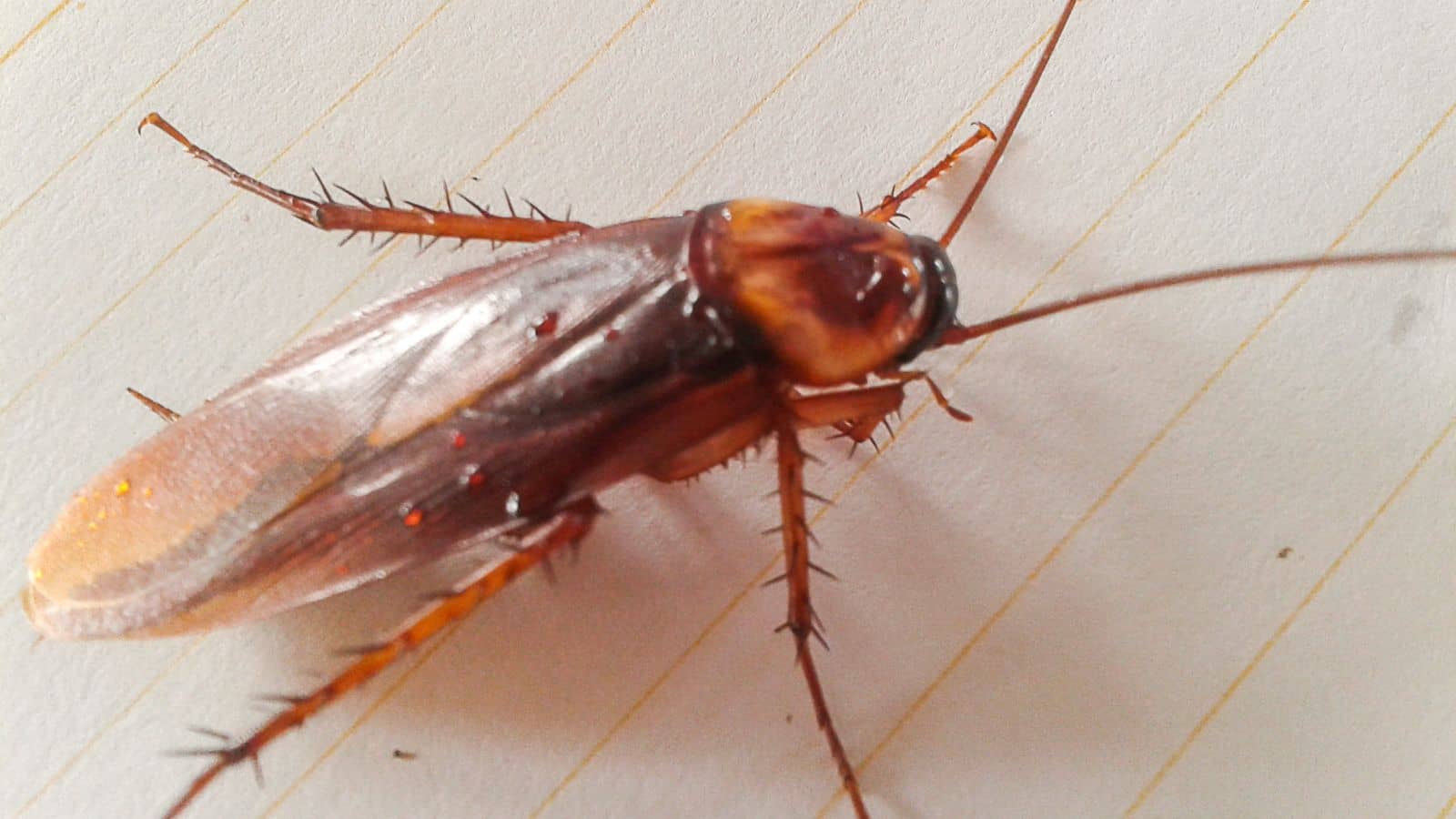 What Does a Cockroach Look Like What Does a Cockroach Look Like?